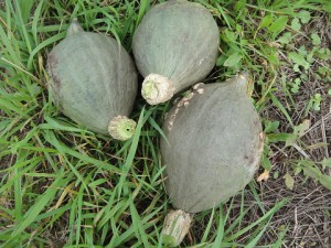 resize9218